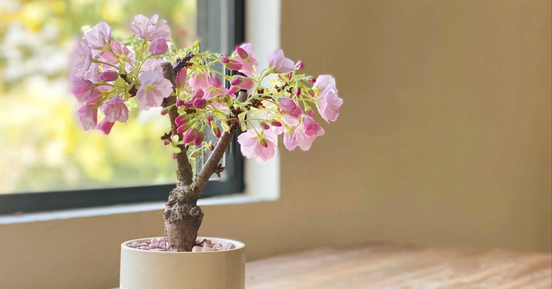 桜盆栽 来年も咲かせる花後の管理｜並木順子
