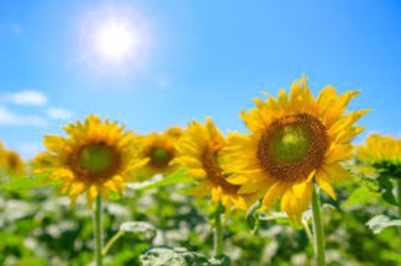 Creepy Nuts と オードリー のオールナイトニッポンにハマり 気づいたら 日向坂46 のおひさま ファン になっていた件 日刊6畳 リトルおひさま Note