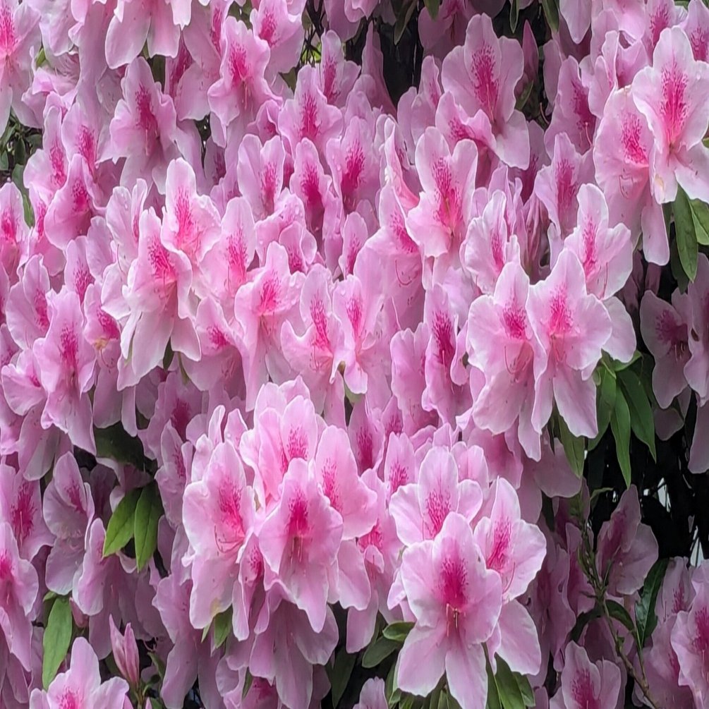 華やかなツツジの花咲く季節｜水上伊織