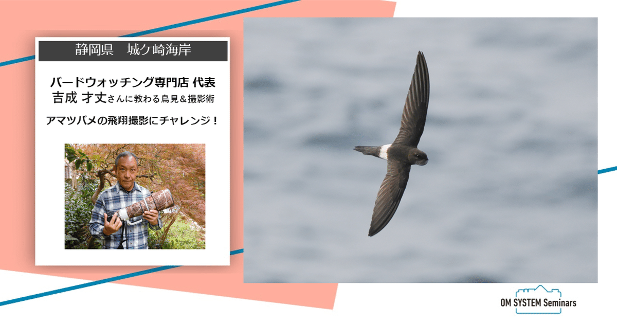 天空城団吉 静岡】2025年6月14日 開催・機材貸出あり「アマツバメの飛翔撮影