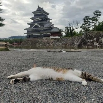 夜叉猿