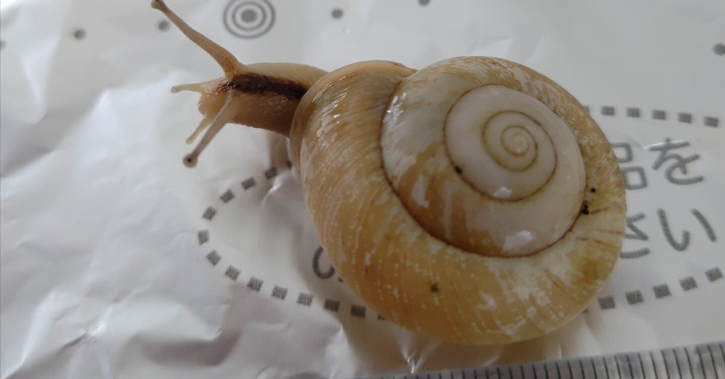 蠢動かたつむり🐌 4代目は710日目（4月末）の記録｜いふ！