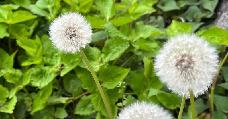 畑で出会う、たんぽぽの綿毛と夏野菜たち｜おーいおいどん