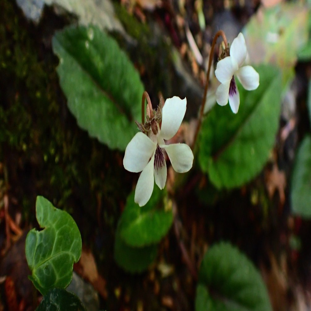 スミレの山高尾山（20） コミヤマスミレ Takao, the mountain of