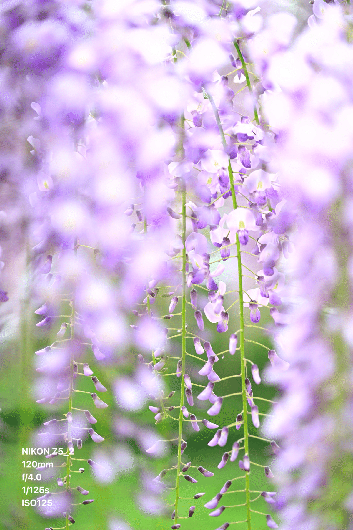 Nikon Z5II × NIKKOR Z 24-120 F4 S｜然ーZenー
