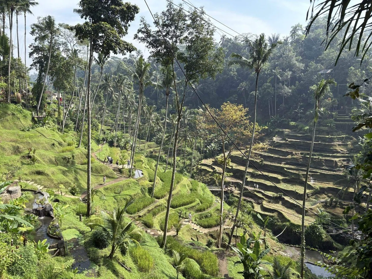 男の一人旅 バリ島・ウブド🇮🇩編③｜SOYSAUCEMAN