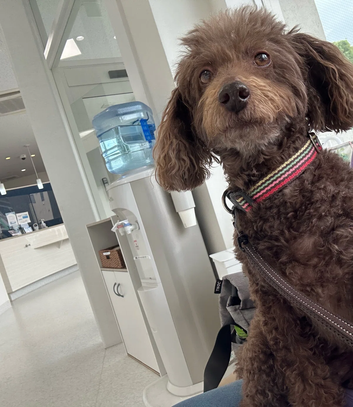 Walking with a Dog: 10th Month Follow-up｜Kako S