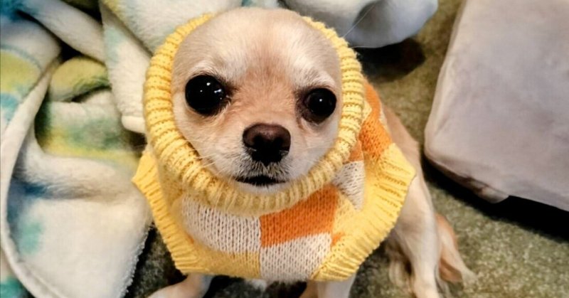 キラーチワワ🐾を手懐ける - チワワ親バカ部｜ぴんこ｜note