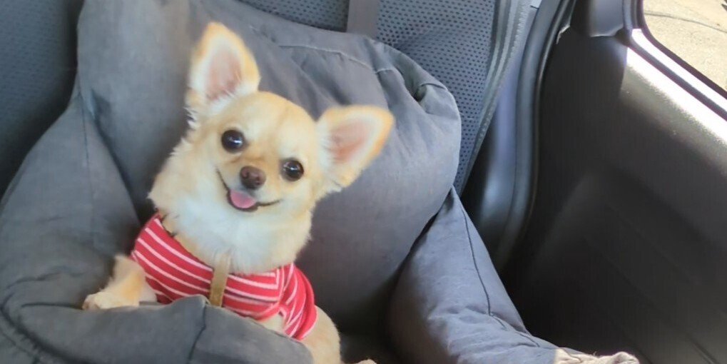 キラーチワワ🐾を手懐ける - チワワ親バカ部｜ぴんこ｜note