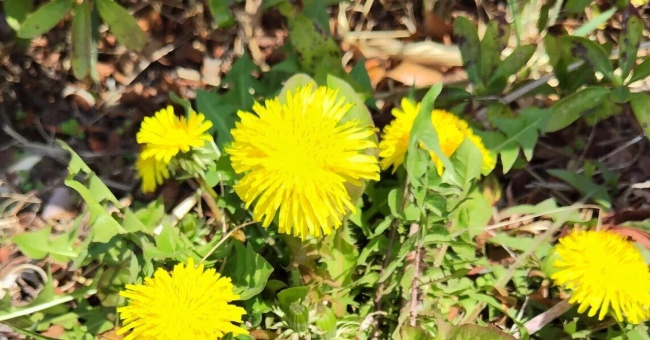 今日の花 #9 たんぽぽ｜ジャスミンティータイム
