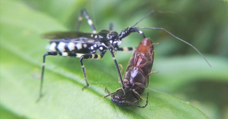 夢中になっちゃう冬虫夏草。|uran.orico 夢中になっちゃう冬虫夏草。|uran.orico