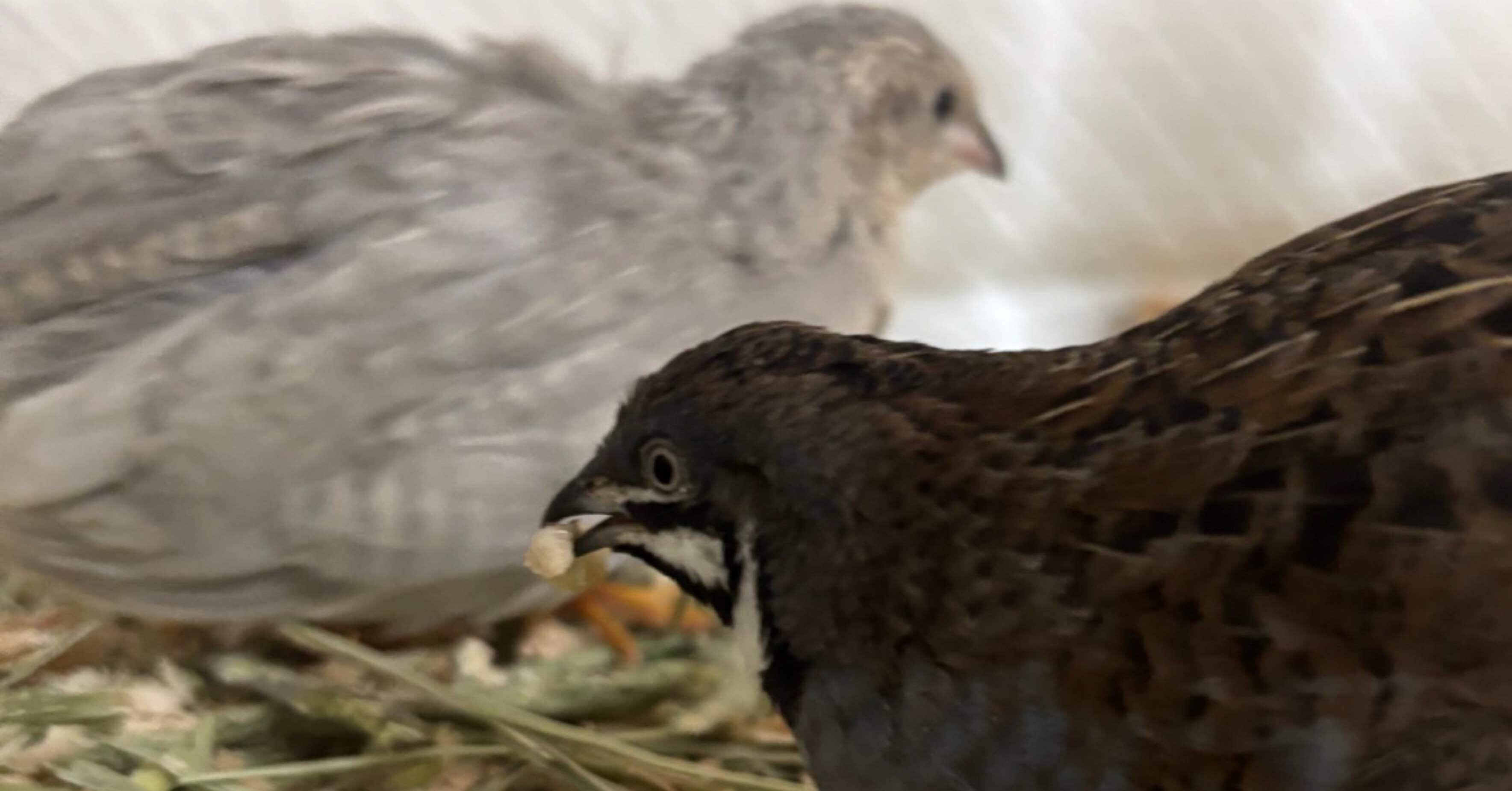 オスが餌をくわえて鳴いています。その意味とは｜ひめうずら研究室