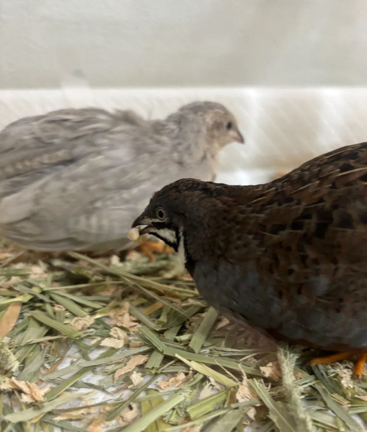 オスが餌をくわえて鳴いています。その意味とは｜ひめうずら研究室