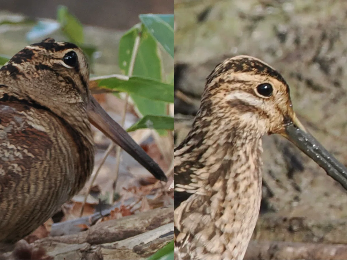 森林の神秘の野鳥 ヤマシギ|くまごろう