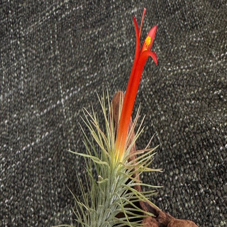 百均のエアプランツ #2 Tillandsia funckiana が開花しました｜暇人