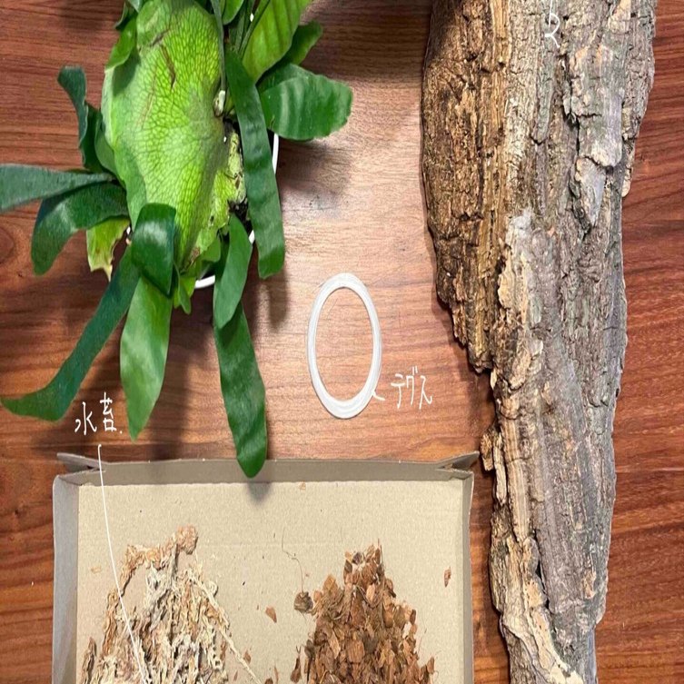 1株のビカクシダと巻いて結んで 初心者が板付けに挑戦してみた話