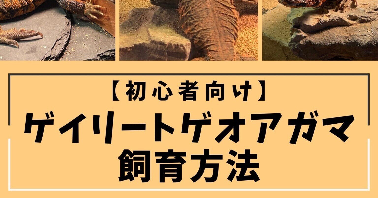 ゲイリートゲオアガマ　飼育セット 特集!!トゲオアガマの飼育 | REPBUDDY