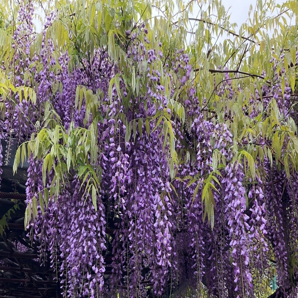 藤色の星 〜4月26日｜つかけん