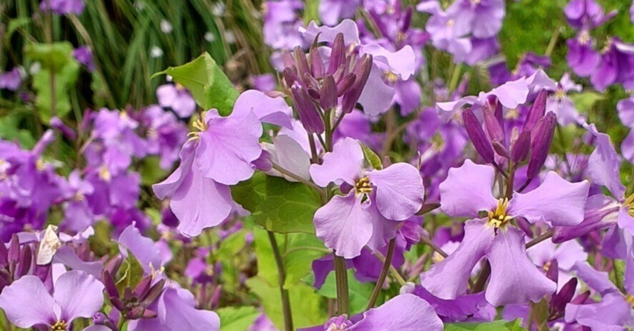 ショカッサイ｜Nature Factory 東京町田