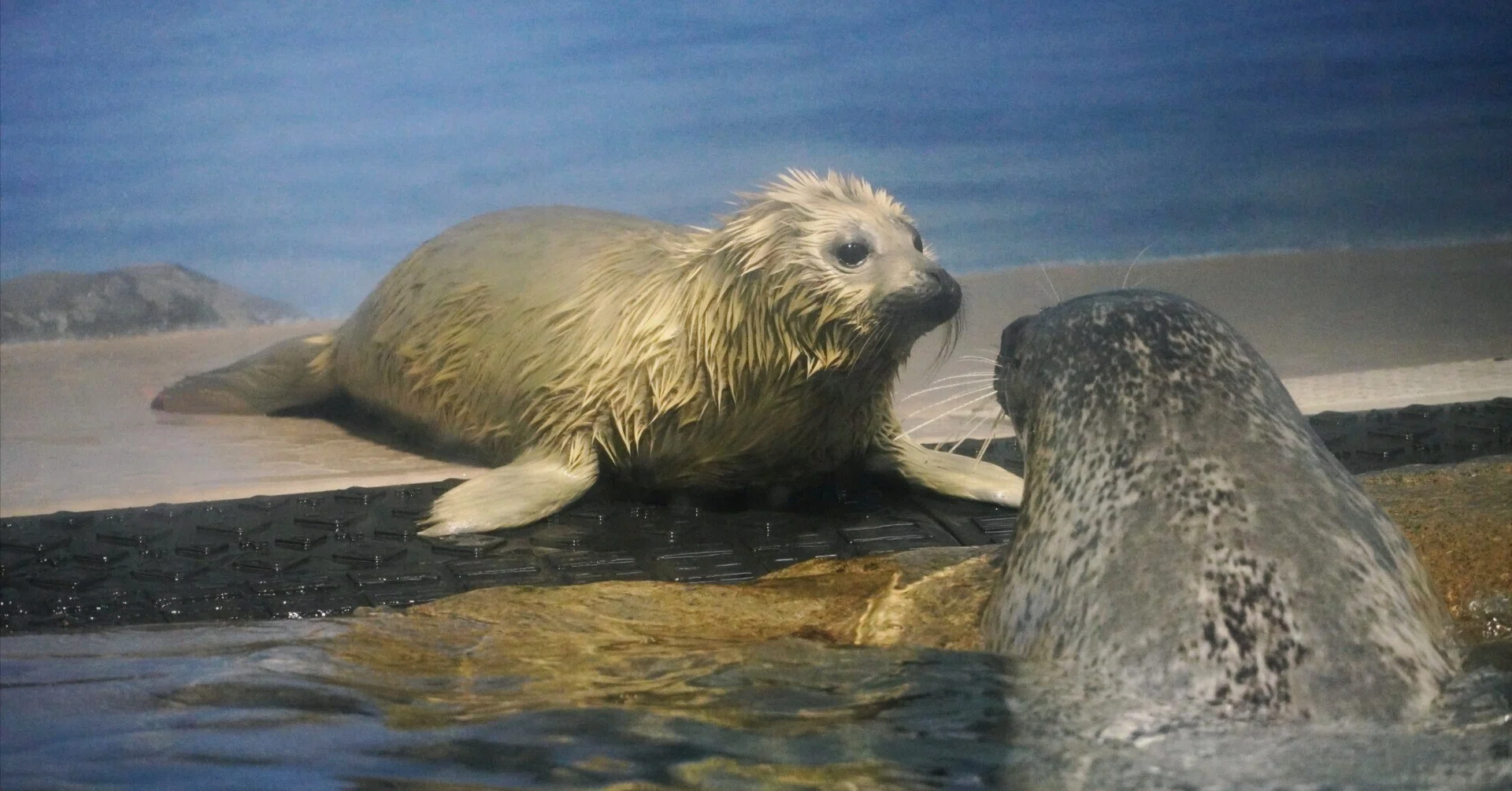 ゴマフアザラシのココア（新江ノ島水族館）｜ウソソ（カワウソファンの