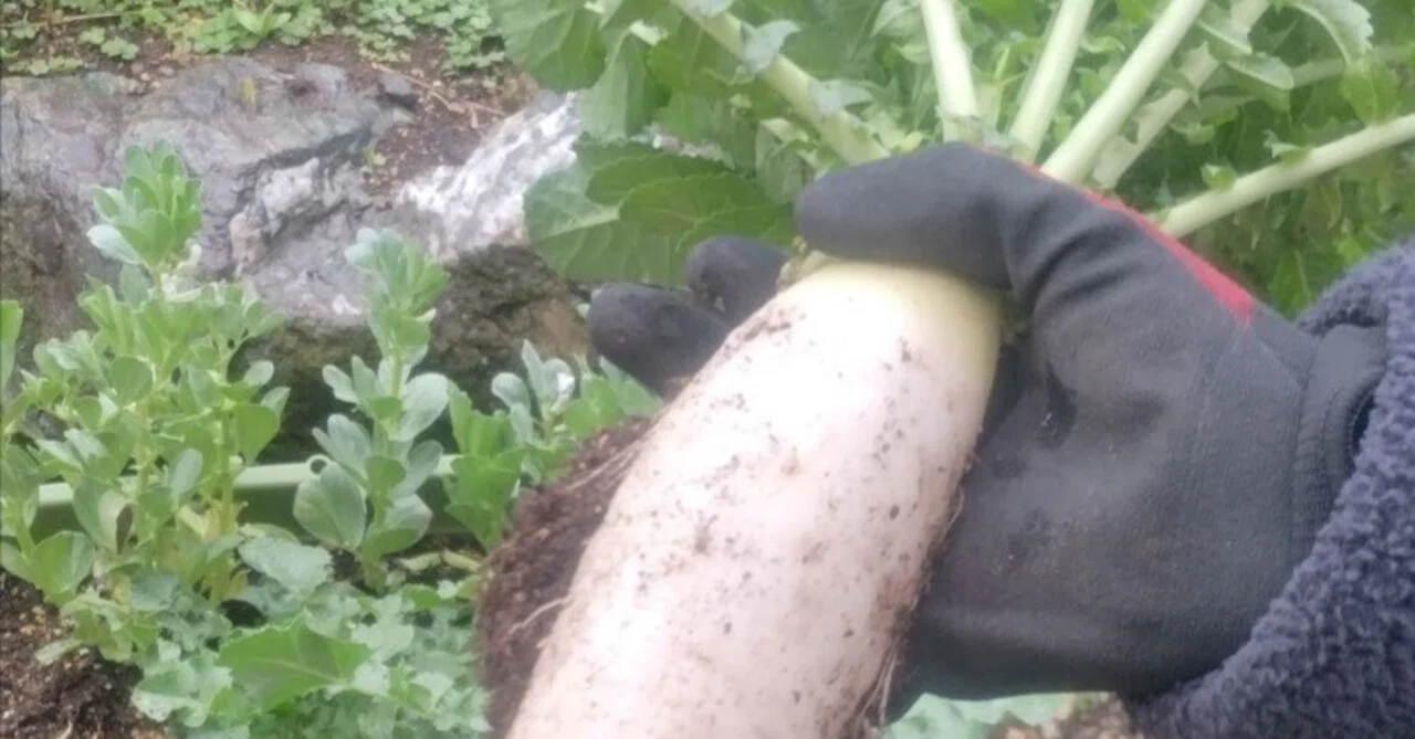 菜園1 三太郎大根がデカすぎてビビった話｜ユニバース