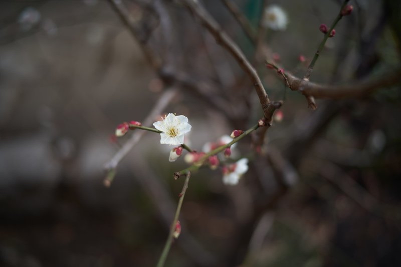 フィルムカメラ機の枚数表示はどちらか Kz Note