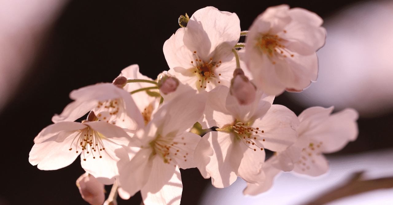Cherryさま専用4月（原画）花がささやく春夜 ほか　6点おまとめ Cherry-Sakura絵里 on X: 