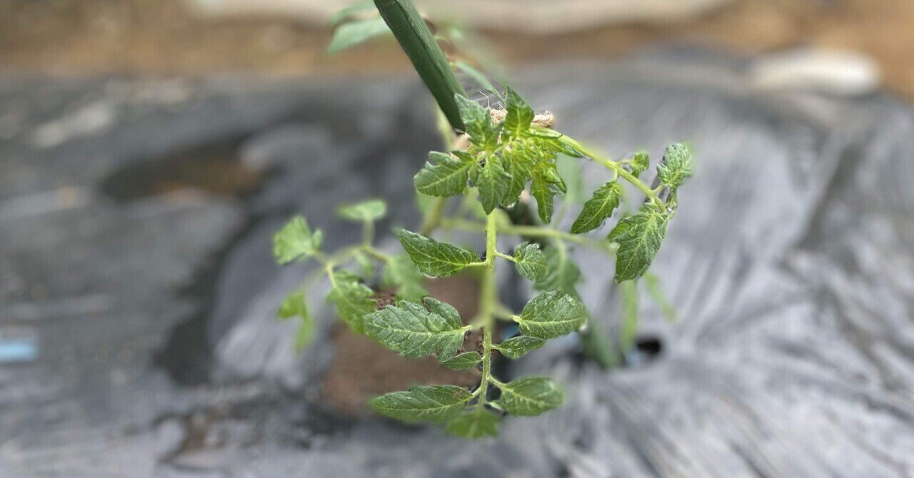 シェア畑 夏野菜とコンパニオンプランツ｜Junko Summer