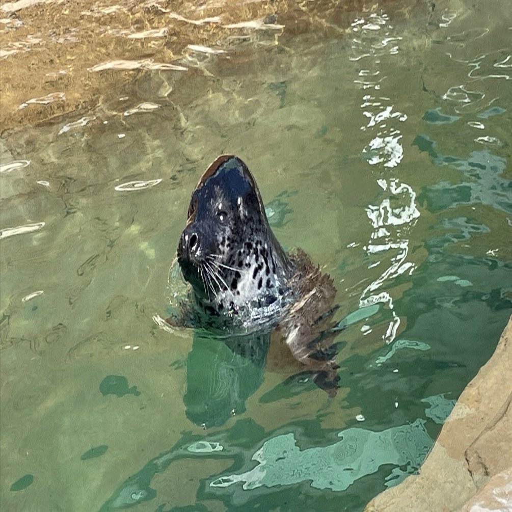 アザラシ【みなと】展示開始のお知らせ｜那須どうぶつ王国公式note