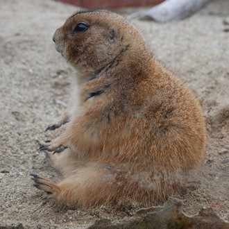 初めてブロッコリーを茹でた話 はせべ Note