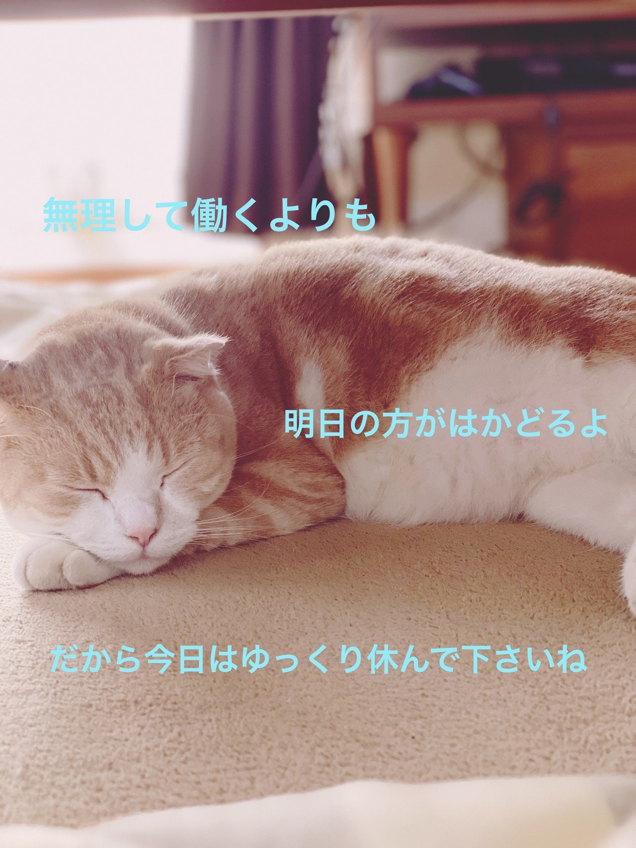 猫達の格言 素人が作るシリーズ ネコ美容師 Note 猫達の格言 素人が作るシリーズ ネコ美容師 Note