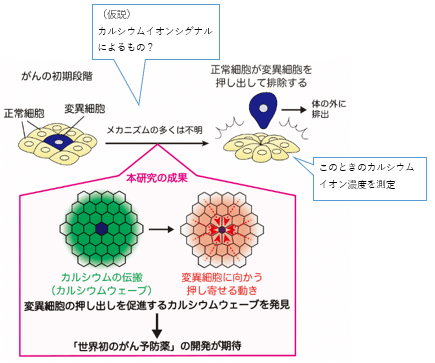 がん細胞排出1