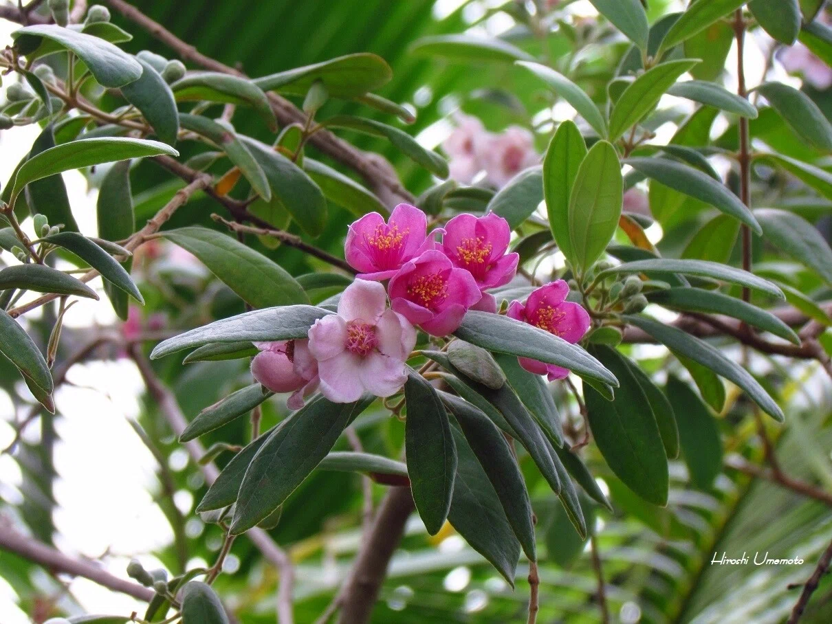 テンニンカ（天人花）Rhodomyrtus tomentosa 英名 : D…｜ume_hiro