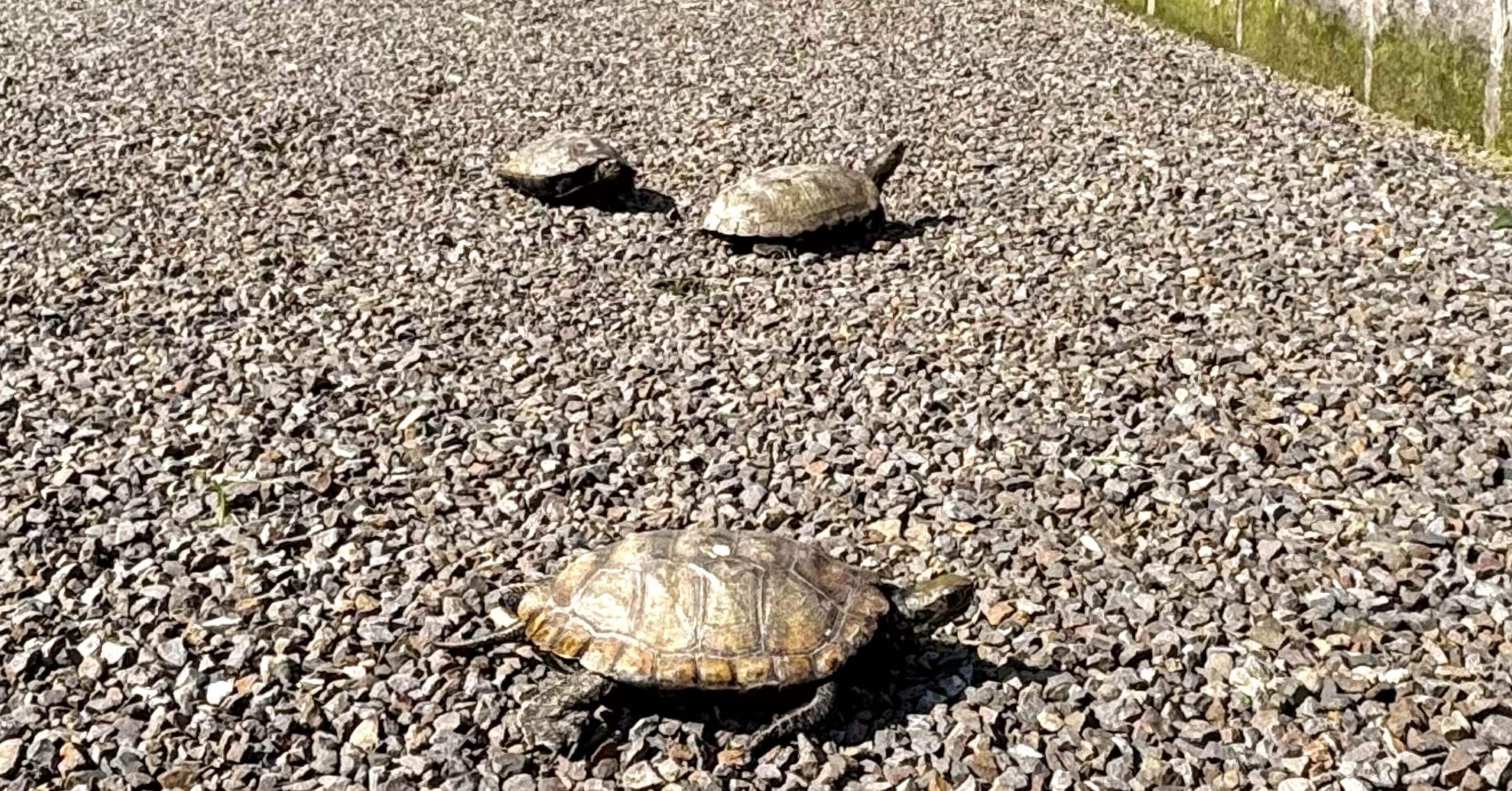 ちょっと一息☕️】亀の庭散歩、、、いや運動会かな