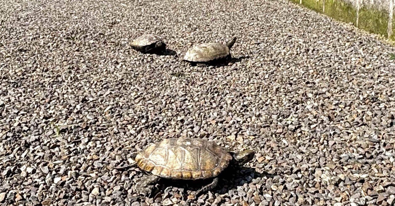 ちょっと一息☕️】亀の庭散歩、、、いや運動会かな