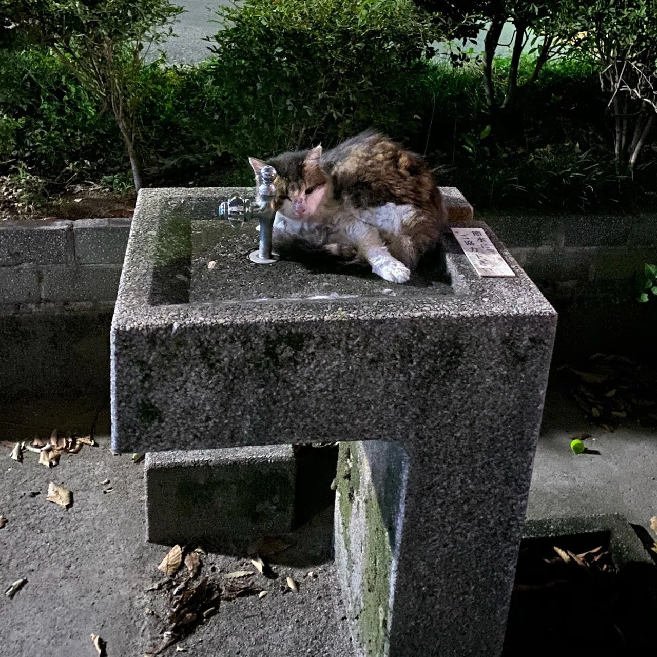生まれて初めてガチの野良猫を保護した話①｜あさのますみ｜note