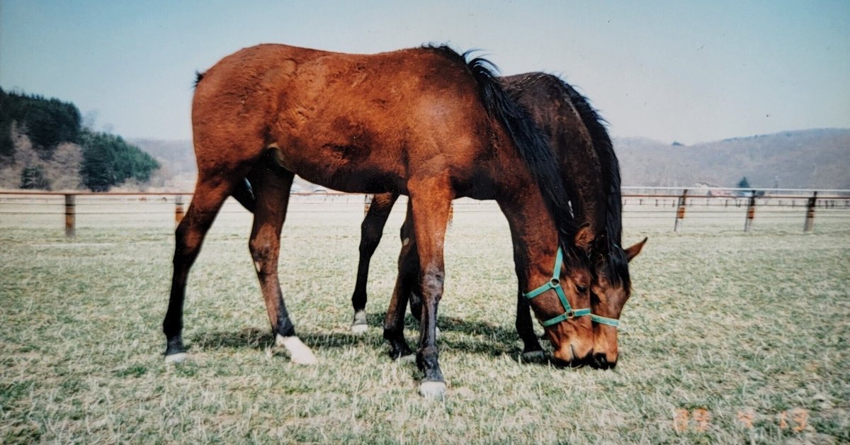 馬の瞳を見つめて 馬の瞳を見つめて