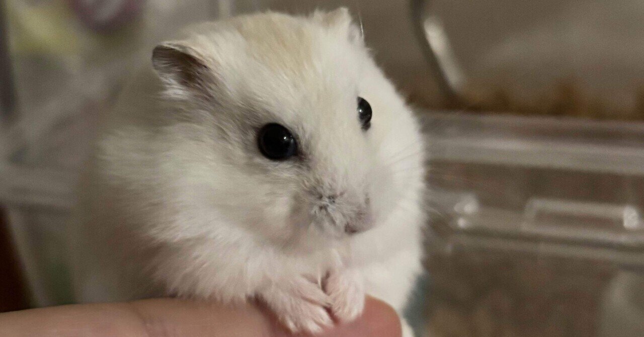 🐹100cmケージについてのQ&A💡|ふくまる 🐹100cmケージについてのQ&A💡|ふくまる