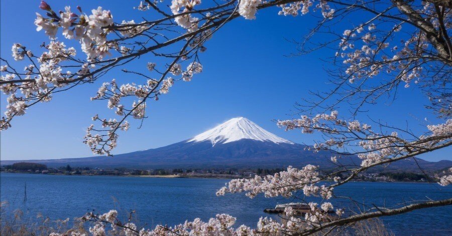 河口湖の桜と富士山 | GFX100RF｜borichan | 旅するカメラ