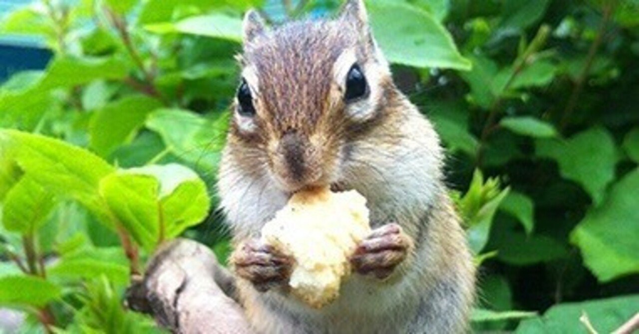 はっぴリスさま専用ページ リス園」はリス好きの聖地 北海道網走「オホーツクシマリス公園」に