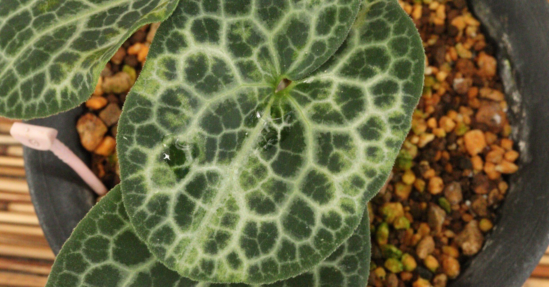 細辛寒葵展示即売会のお知らせと今年の葉っぱを一部紹介｜古典園芸植物