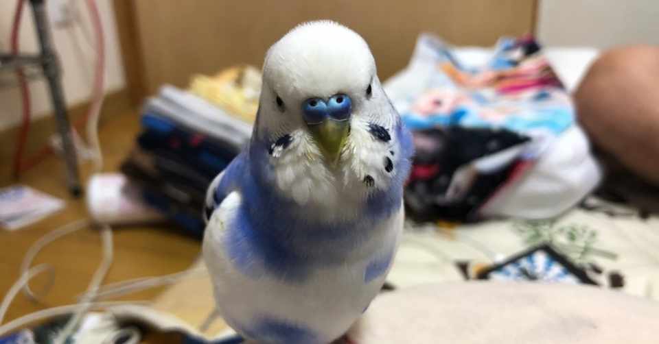 セキセイインコのチョコちゃん Puzzle太郎 Note