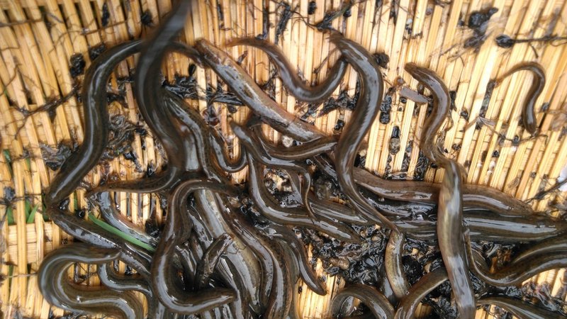 里山ドジョウを食してみた 八戸市自由研究ラボラトリー Note 里山ドジョウを食してみた 八戸市自由研究ラボラトリー Note