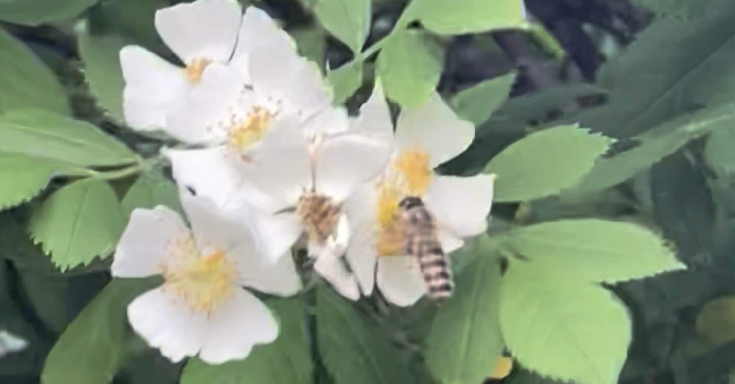 271a8d25bcaf73a2d20c2e8cbd2545