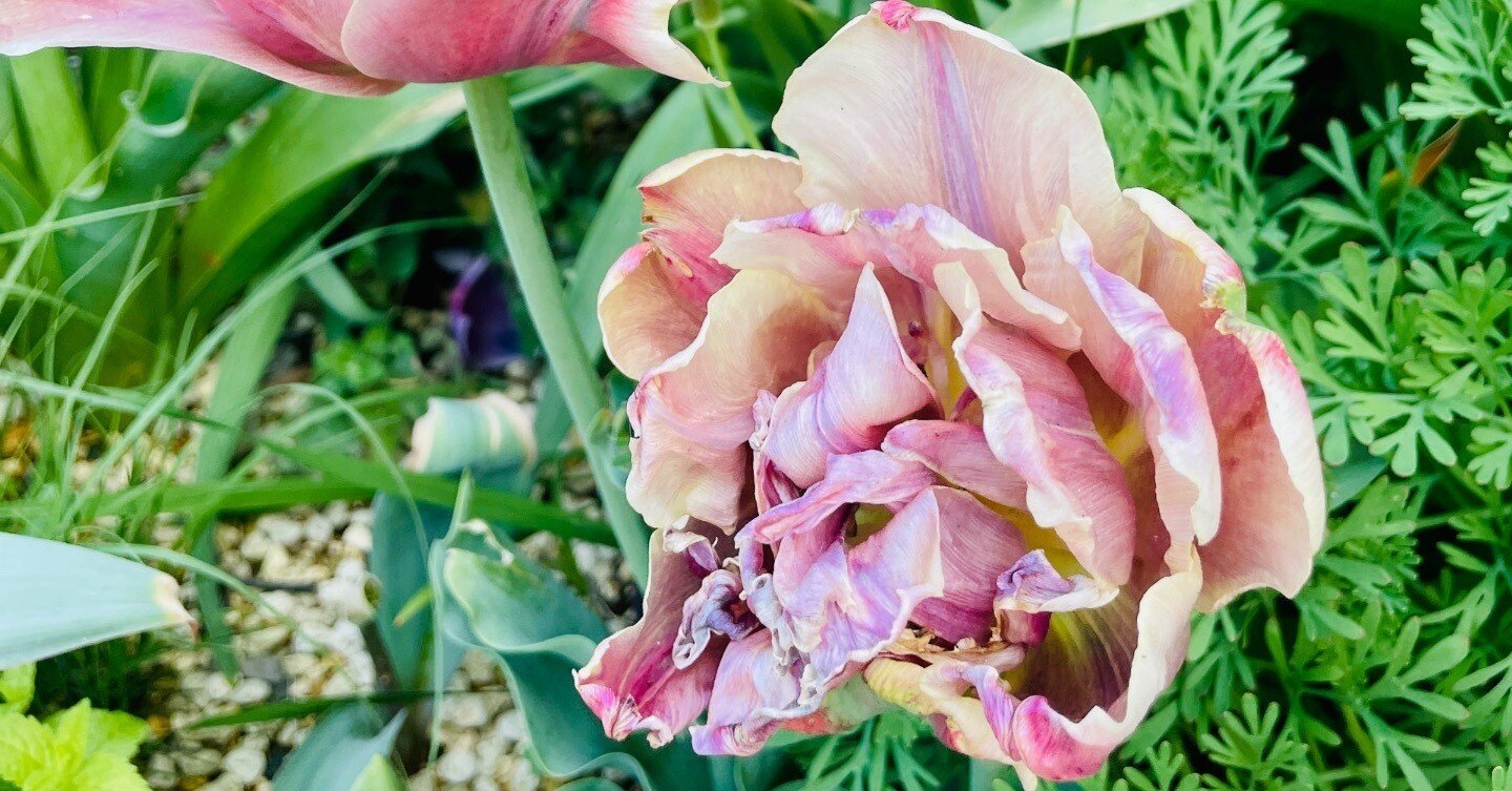 植栽家の日常】20250426 チューリップの散り際の退廃美についてChatGPT