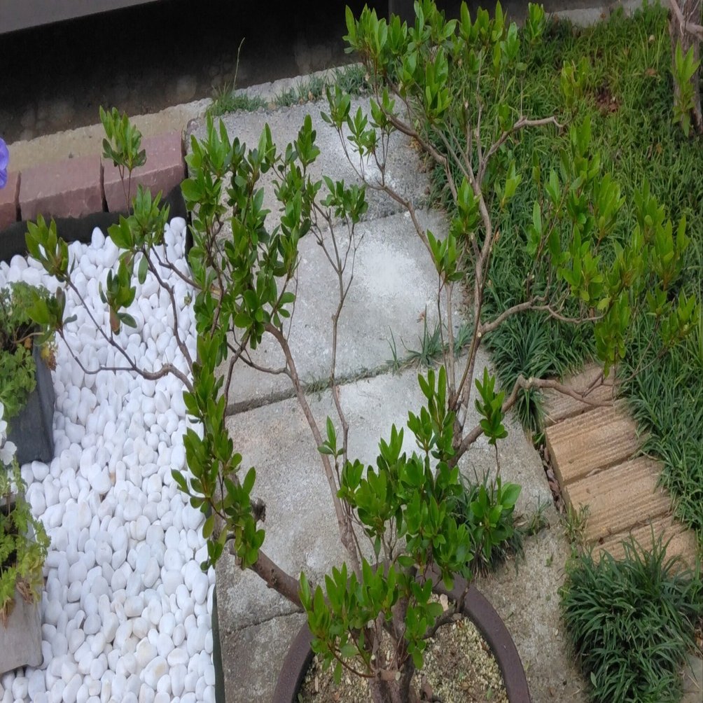 サツキの鉢植えを剪定しました｜べてらんえんじにあ