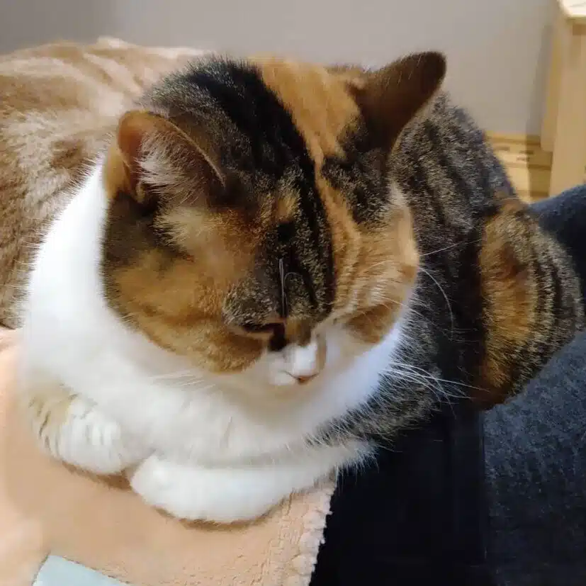 羊野みぎわ