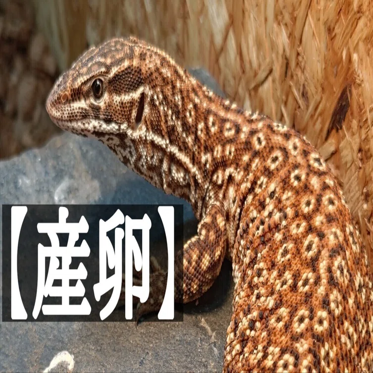 リッジテールモニターの産卵① (2025)｜【長州養鱗庵】(chushu yo_rin_an)
