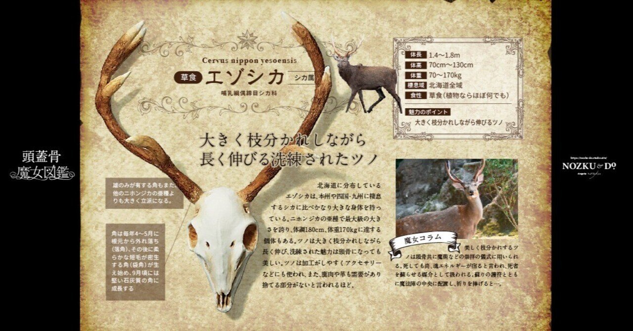 頭蓋骨魔女図鑑No.006|エゾシカ:Cervus nippon yesoensis 頭蓋骨魔女図鑑No.006|エゾシカ:Cervus nippon yesoensis