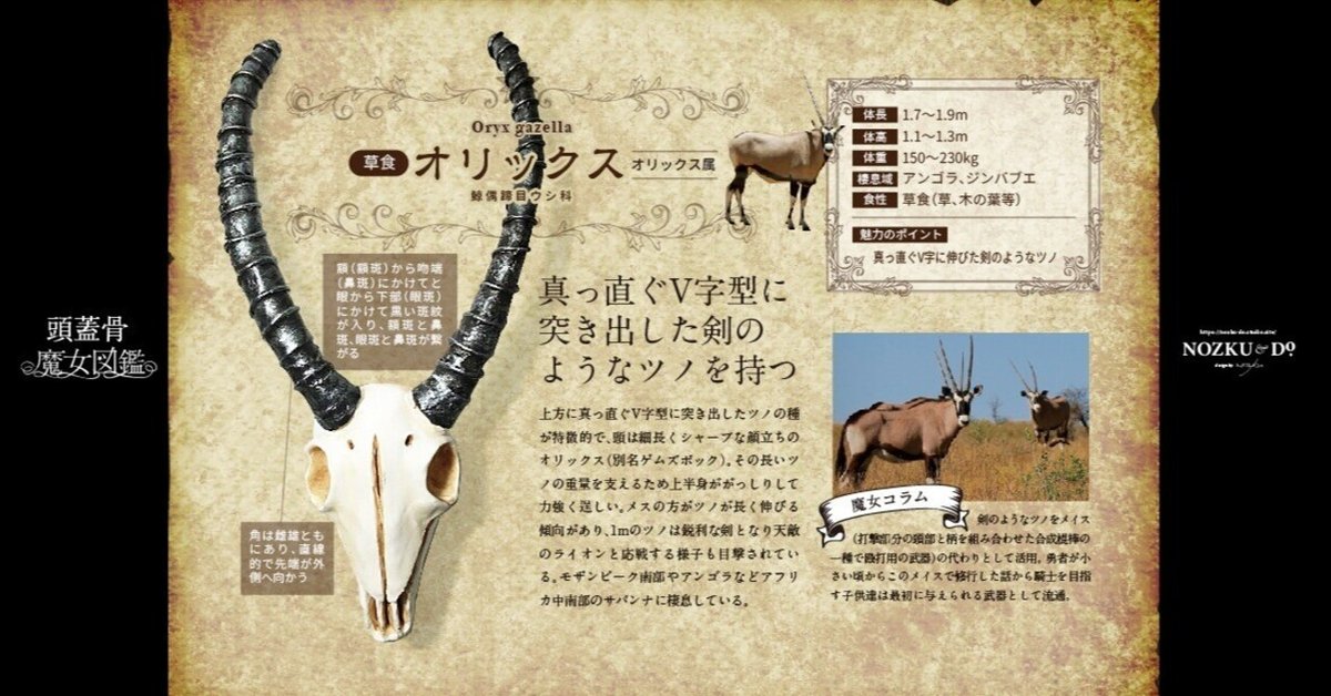 頭蓋骨魔女図鑑No.007|オリックス:Oryx gazella|nozku_do 頭蓋骨魔女図鑑No.007|オリックス:Oryx gazella|nozku_do